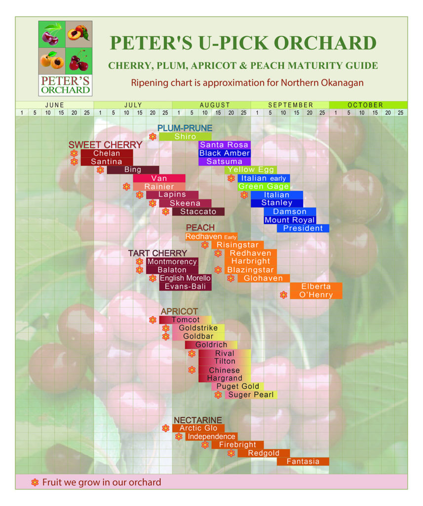 Picking Chart cherries